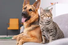 Adobe stock photo of dog and cat