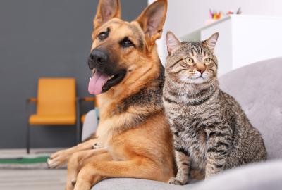 Adobe stock photo of dog and cat
