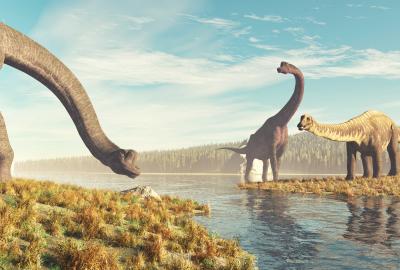 Brachiosaurs stock photo