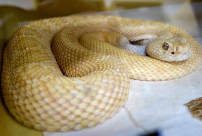 albino western diamondback rattlesnake