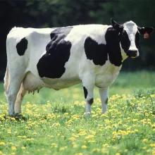 A dairy cow in a field
