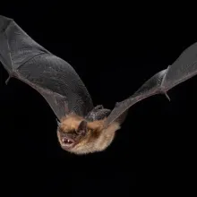 A flying bat