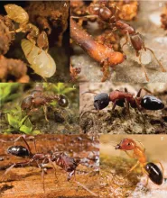 Several endemic ants in Fiji