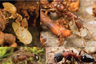 Several endemic ants in Fiji