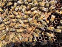 honey bees in winter