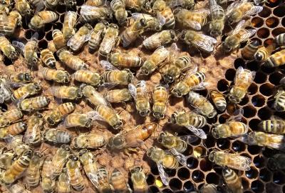 honey bees in winter