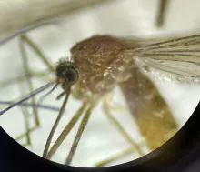 closeup of Culex mosquito