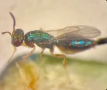 fig wasp closeup