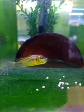 A male Astatotilapia burtoni ignores its food while mouthbrooding