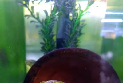 A male Astatotilapia burtoni ignores its food while mouthbrooding