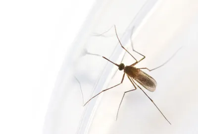mosquito looking at its reflection in glass