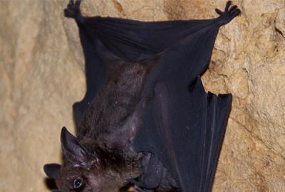 A spear-nosed bat