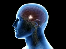 hypothalamus stock image