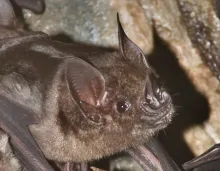 Profile of a greater spear-nosed bat.