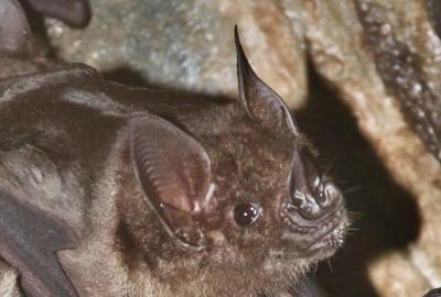 Profile of a greater spear-nosed bat.