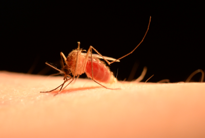 Close up photo of a mosquito biting a person's skin.