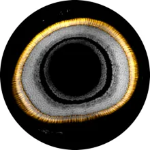 A fish eye image