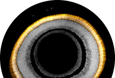 A fish eye image