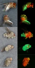 fungi colonizing insects