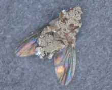 A fungus-coated fly on its back.