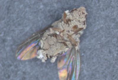 A fungus-coated fly on its back.