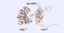 Metamorphic protein Sa1V90T