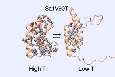 Metamorphic protein Sa1V90T