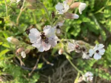 Silene latifolia plant infected with anther-smut disease 