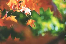 leaf thumbnail