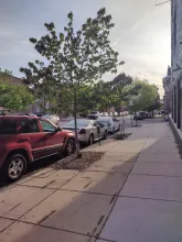 Young Baltimore street trees