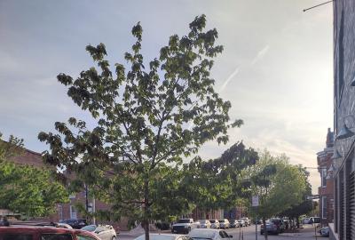 Young Baltimore street trees