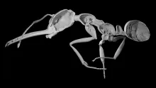 X-ray scan showing the exoskeleton of an ant, bisected longitudinally. The ant appears as gray against a black background.