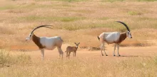 oryx photo cropped Katherine Mertes