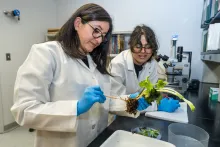 plant diagnostics hospital
