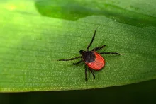 A black-legged tick with a red body on a green leaf.