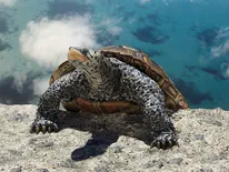 3D illustration of a terrapin hauling itself up onto the top of a cliff overlooking tropical waters