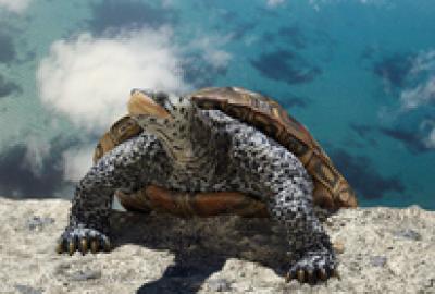 3D illustration of a terrapin hauling itself up onto the top of a cliff overlooking tropical waters