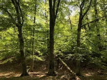 American beech trees. Credit: Famartin, CC BY-SA 4.0. (Click image to download hi-res version)