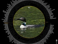 birdsnap image