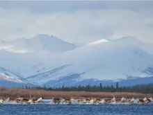 caribou swimming