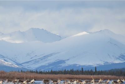 caribou swimming