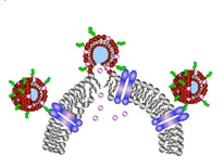 image of catanionic vesicles 