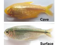 Blind cavefish 
