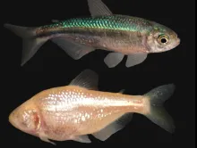 Cave fish