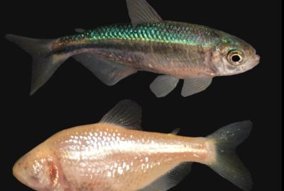 Cave fish