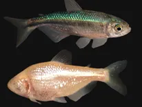 Cavefish