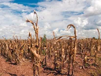 corn drought