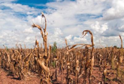 corn drought