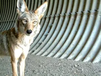 photo of a dog