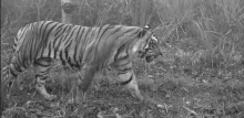 tiger